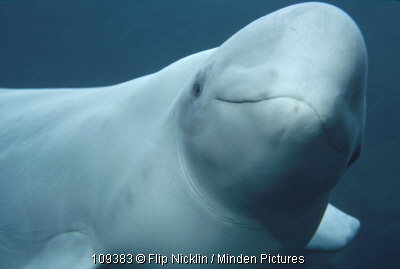 Beluga Whale Delphinapterus leucas (Pallas, 1776)