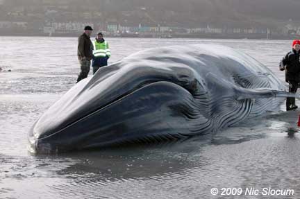 fin whale size