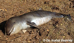 These are Irrawaddy dolphins (IUCN: Endangered), instantly recognisable by  their round face with no beak. They are found in the Bay of Bengal and  Southeast Asia, and cooperate with traditional fishers by