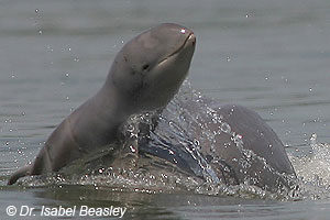 Irrawaddy Dolphin - Save The Whales