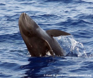 melon headed whale