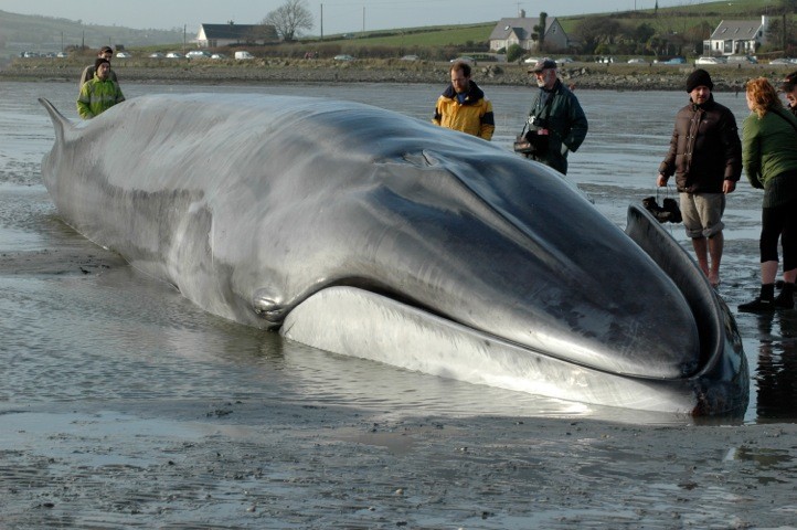 51 Whales Dead After Beaching In Australia, Efforts On To Save 46