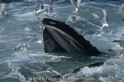 U.S. Coast Guard Helps NOAA Team Rescue Whale Tangled In Fishing Gear In  Monterey Bay - CBS San Francisco