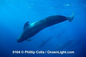 pilot whale