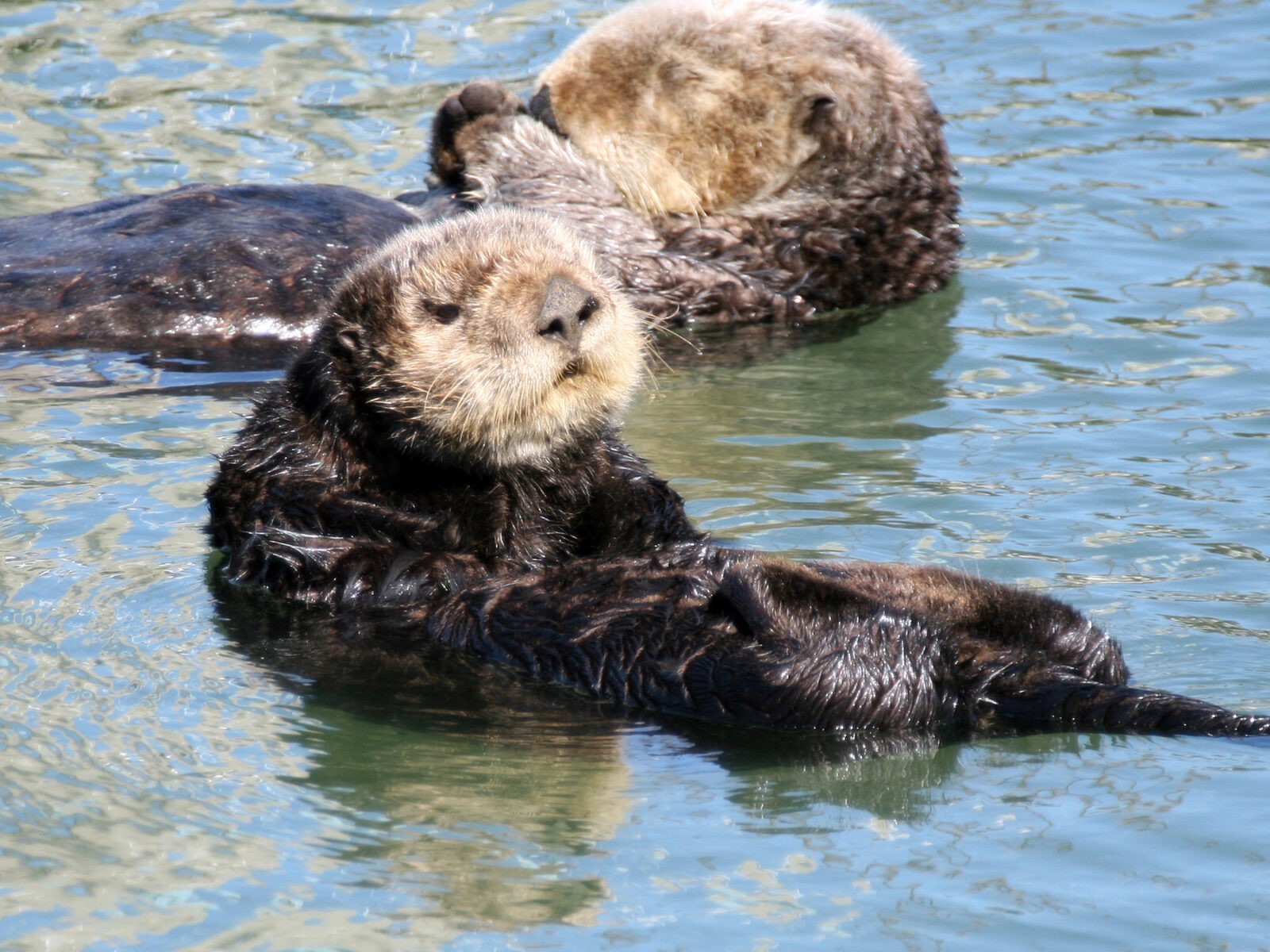 Sea Otters A Story Of Survival Save The Whales