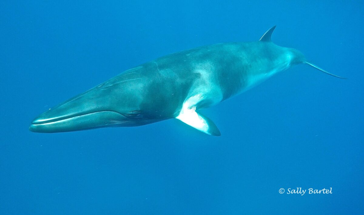 Minke Whale - Save The Whales