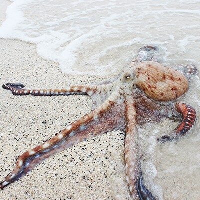 Octapus_Thumbnail