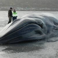 Stranded Fin Whale 2
