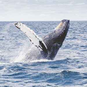 humpback_thumbnail