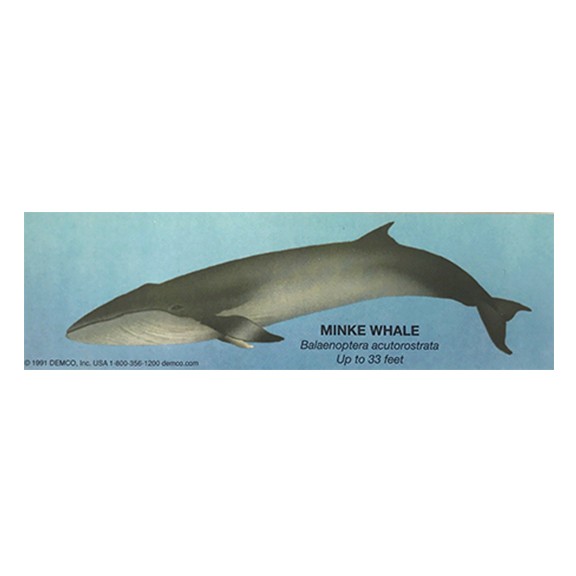 Minke Whale Bookmark