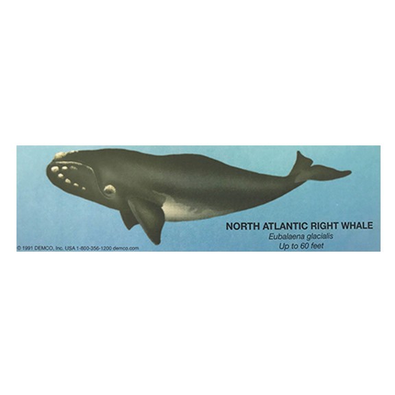 N. Atlantic Right Whale Bookmark