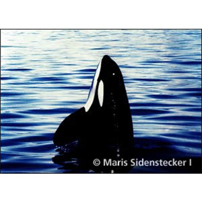 Adopt a Whale and Vaquita