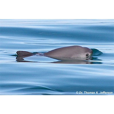 Adopt a Vaquita Porpoise