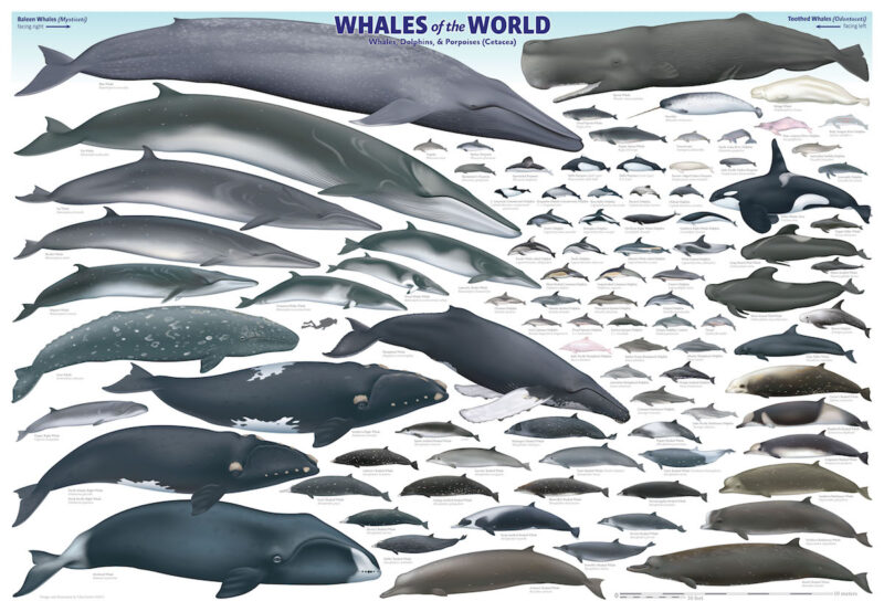 Whales of the World Poster
