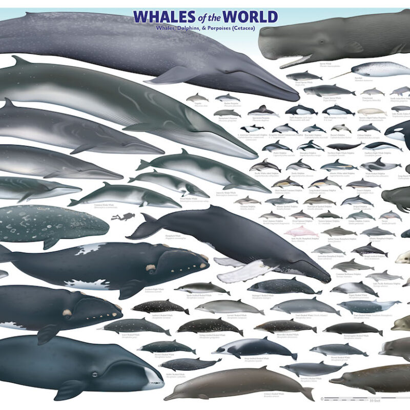 Whales of the World Poster