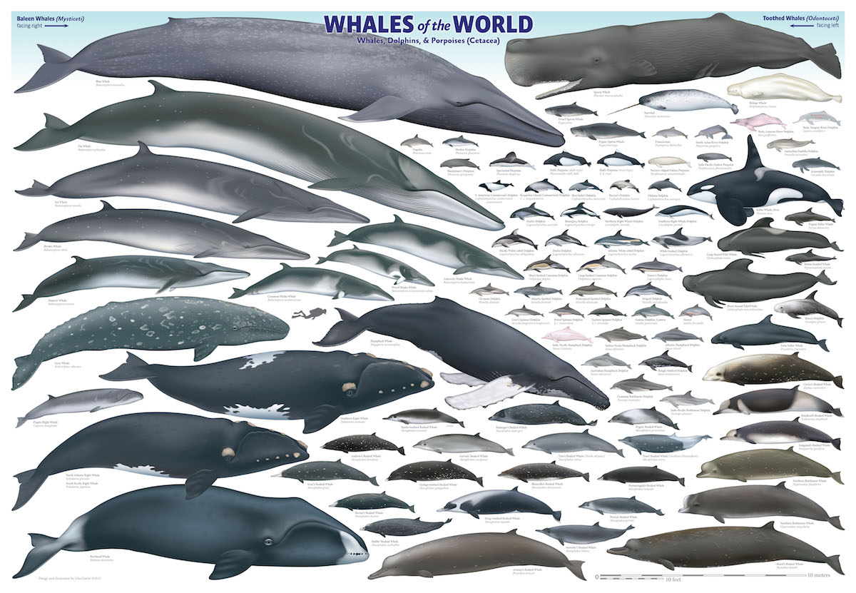 Whales of the World Poster
