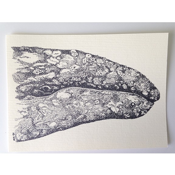 Gray Whale Note Cards